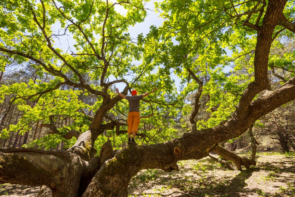 Expert Arborist Services at OFS Tree Service