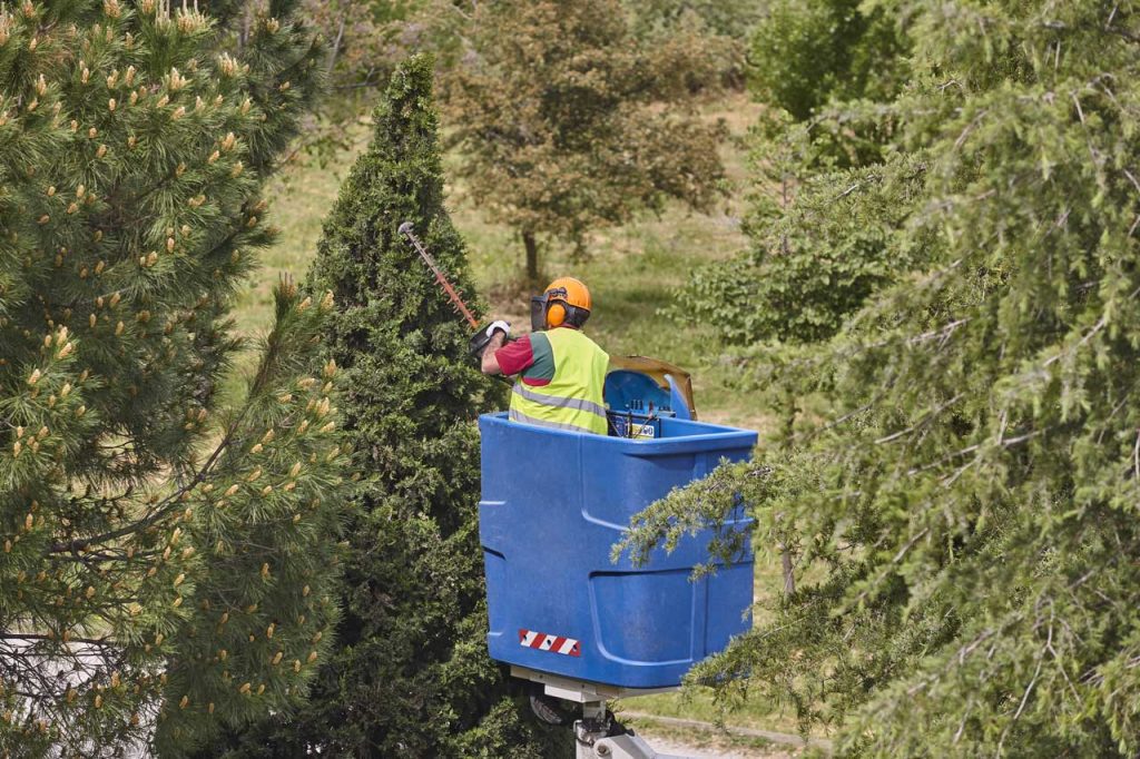 worker in a bucket trimming a tree