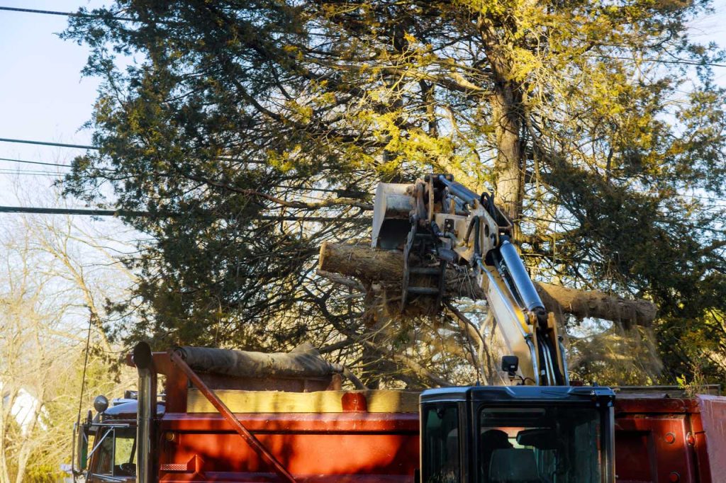 Expert Tree Management Services by OFS Tree Service