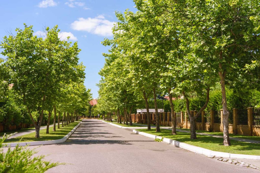beautiful line of trees along a housing division