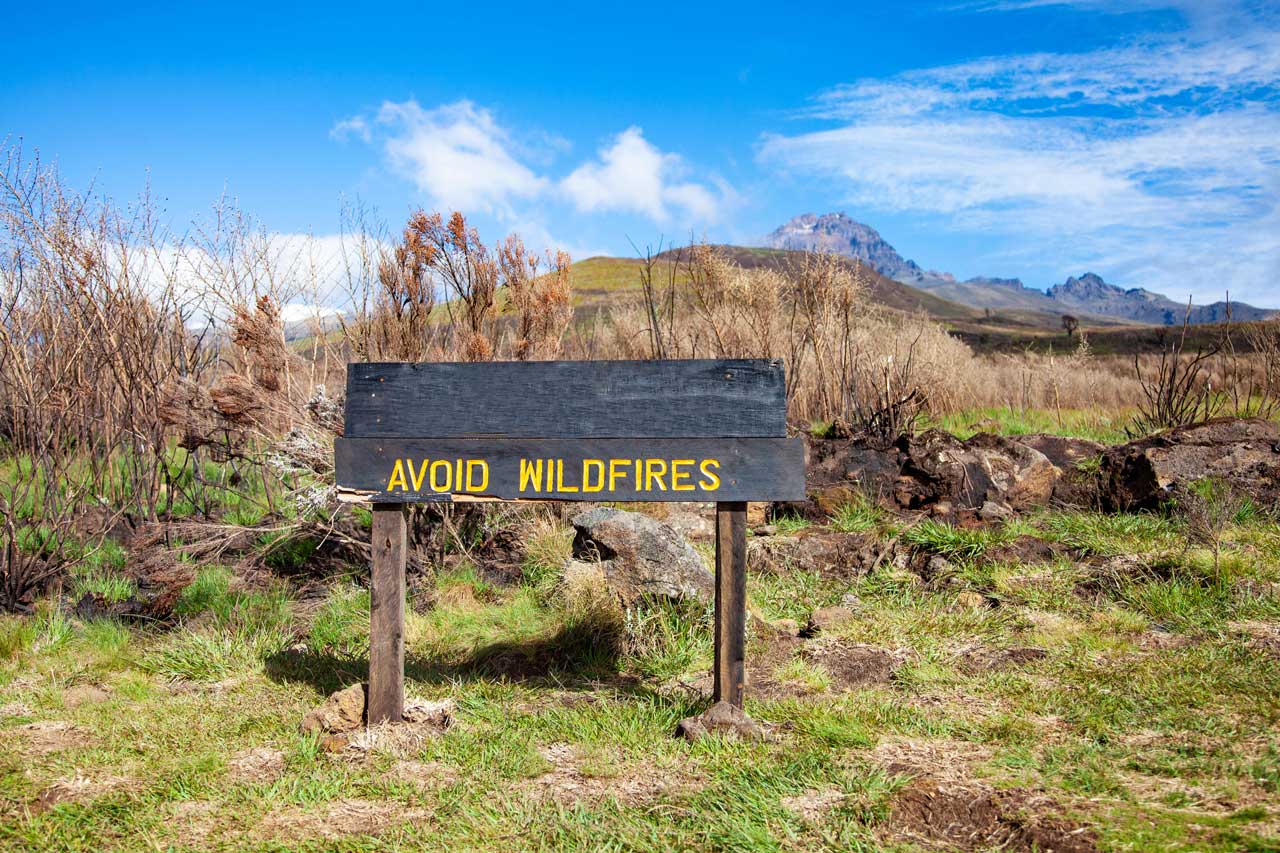 wooden sign in front of dry brush